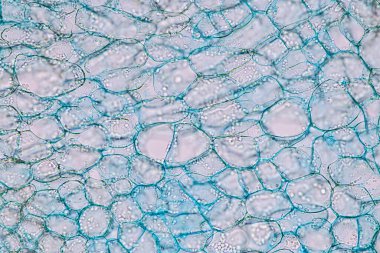 Sporlu ev sahibi hücreler (küf) eğitim için mikroskop altında odunların içindedir..