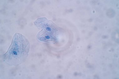 Laboratuvarda eğitim için mikroskop altında insanın Squamous epitel hücresinin (hücre yapısı) özellikleri.