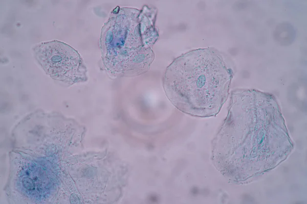 研究室での教育のための顕微鏡下でのヒトの扁平上皮細胞 細胞構造 の特徴 — ストック写真