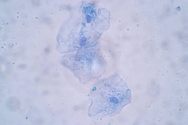 Laboratuvarda Eğitim Için Mikroskop Altında Insanın Squamous Epitel Hücresinin Hücre — Stok fotoğraf