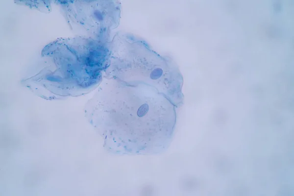 Emberi Laphámsejt Sejtszerkezet Jellemzői Mikroszkóp Alatt Laboratóriumi Oktatásban — Stock Fotó