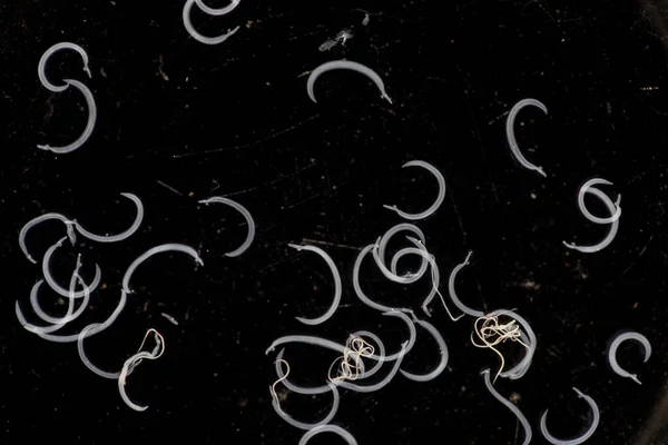 Schistosoma Género Trematodos Comúnmente Conocido Como Grietas Sanguíneas Bajo Microscopio — Foto de Stock
