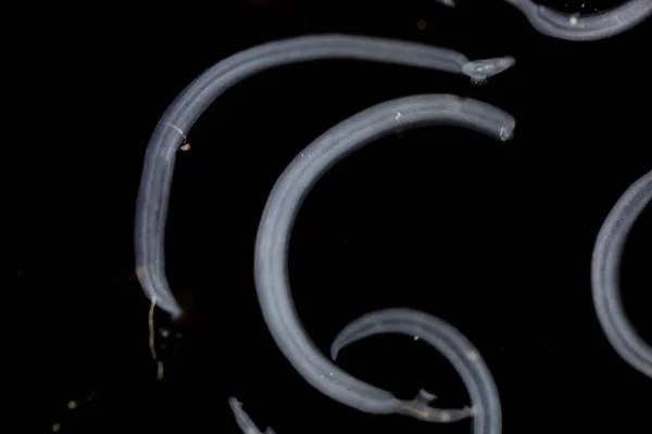 Schistosoma Een Geslacht Van Trematoden Algemeen Bekend Als Bloedwormen Onder — Stockfoto