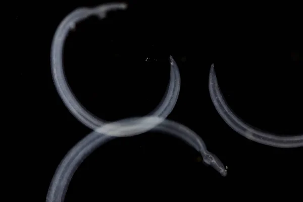 Schistosoma Trematodes 속으로 실험실에서 교육을 현미경을 플루크로 알려져 — 스톡 사진