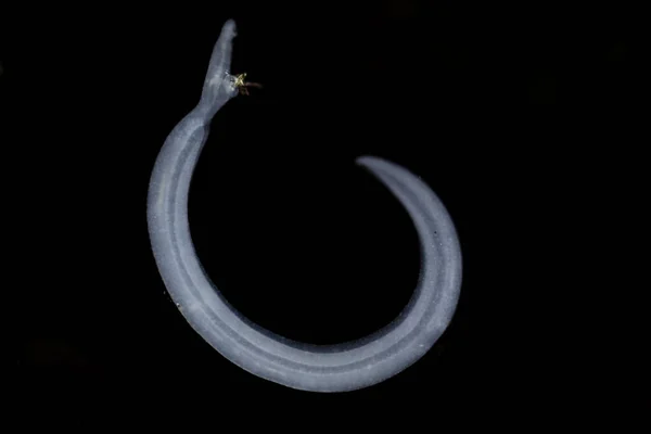 Schistosoma Ett Släkte Trematoder Allmänt Känd Som Blodvallningar Mikroskop För — Stockfoto