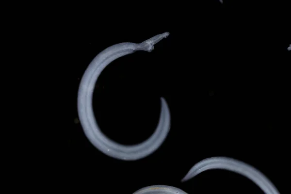 住血吸虫 Schistosoma はトレマトーデス属の一種で 研究室での教育のために顕微鏡下で一般的に血煙として知られている — ストック写真