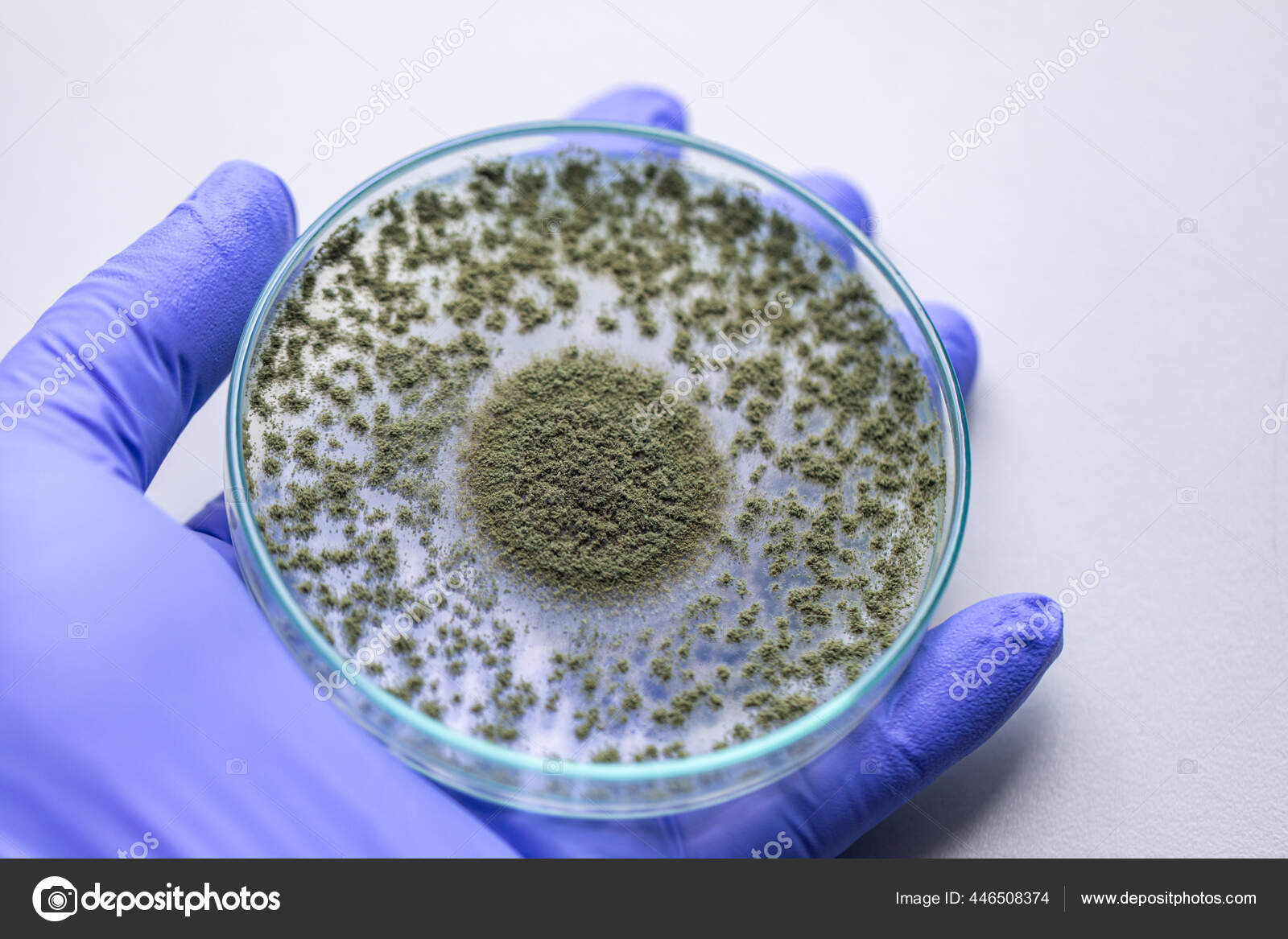 Close Aspergillus Oryzae Filamentous Fungus Mold Used Food Production  Soybean Stock Photo by ©p.thongdumhyu 446508374