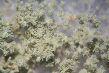 Aspergillus oryzae 'nin yakınında, laboratuvarda eğitim için soya fasulyesi fermantasyonu gibi besin üretiminde kullanılan lifli bir mantar veya küf bulunur..