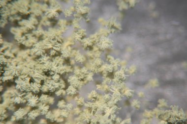 Aspergillus oryzae 'nin yakınında, laboratuvarda eğitim için soya fasulyesi fermantasyonu gibi besin üretiminde kullanılan lifli bir mantar veya küf bulunur..