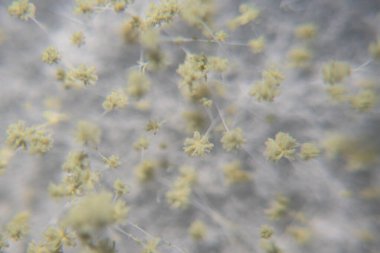 Aspergillus oryzae 'nin yakınında, laboratuvarda eğitim için soya fasulyesi fermantasyonu gibi besin üretiminde kullanılan lifli bir mantar veya küf bulunur..