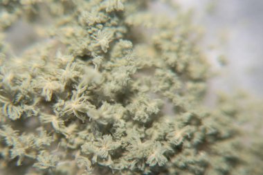 Aspergillus oryzae 'nin yakınında, laboratuvarda eğitim için soya fasulyesi fermantasyonu gibi besin üretiminde kullanılan lifli bir mantar veya küf bulunur..