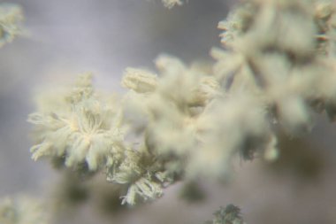 Aspergillus oryzae 'nin yakınında, laboratuvarda eğitim için soya fasulyesi fermantasyonu gibi besin üretiminde kullanılan lifli bir mantar veya küf bulunur..