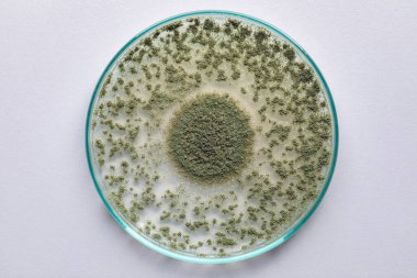 Aspergillus oryzae 'nin yakınında, laboratuvarda eğitim için soya fasulyesi fermantasyonu gibi besin üretiminde kullanılan lifli bir mantar veya küf bulunur..