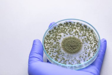 Aspergillus oryzae 'nin yakınında, laboratuvarda eğitim için soya fasulyesi fermantasyonu gibi besin üretiminde kullanılan lifli bir mantar veya küf bulunur..