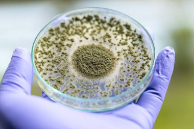 Aspergillus oryzae 'nin yakınında, laboratuvarda eğitim için soya fasulyesi fermantasyonu gibi besin üretiminde kullanılan lifli bir mantar veya küf bulunur..