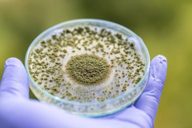 Aspergillus oryzae 'nin yakınında, laboratuvarda eğitim için soya fasulyesi fermantasyonu gibi besin üretiminde kullanılan lifli bir mantar veya küf bulunur..