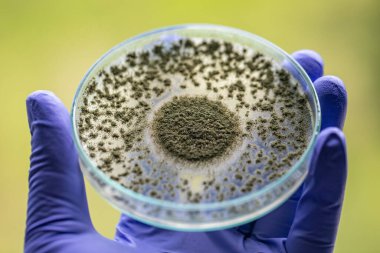 Aspergillus oryzae 'nin yakınında, laboratuvarda eğitim için soya fasulyesi fermantasyonu gibi besin üretiminde kullanılan lifli bir mantar veya küf bulunur..