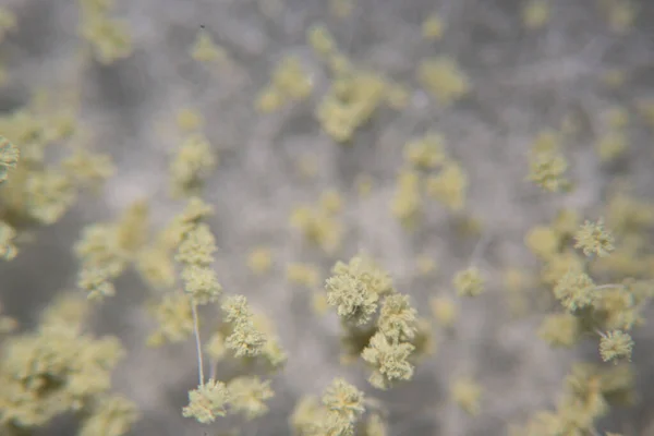 Close Aspergillus Oryzae Filamentous Fungus Mold Used Food Production Soybean — Stock Fotó