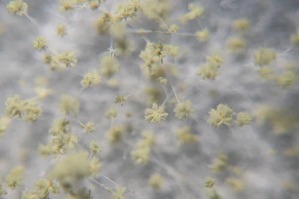 大肠曲霉的特写是一种用于食品生产的丝状真菌或霉菌 如用于实验室教育的大豆发酵 — 图库照片