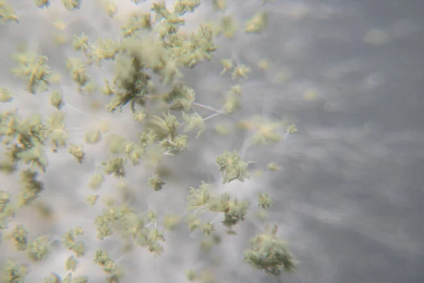 Close Aspergillus Oryzae Fungo Filamentoso Molde Que Usado Produção Alimentos — Fotografia de Stock