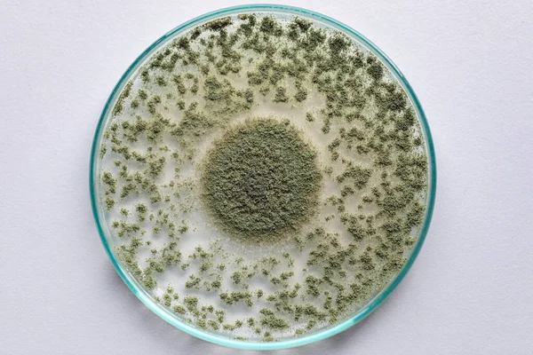 Aspergillus oryzae 'nin yakınında, laboratuvarda eğitim için soya fasulyesi fermantasyonu gibi besin üretiminde kullanılan lifli bir mantar veya küf bulunur..