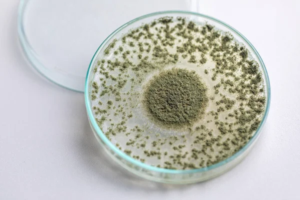 Close Aspergillus Oryzae Fungo Filamentoso Molde Que Usado Produção Alimentos — Fotografia de Stock