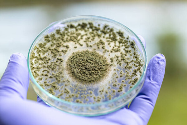 Close up of Aspergillus oryzae is a filamentous fungus, or mold that is used in food production, such as in soybean fermentation for education in laboratory.