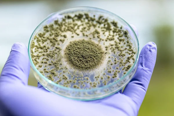 Крупным Планом Aspergillus Oryzae Является Нитевидный Гриб Плесень Который Используется — стоковое фото