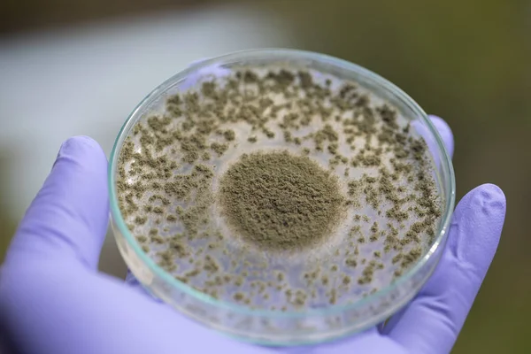 Aspergillus oryzae 'nin yakınında, laboratuvarda eğitim için soya fasulyesi fermantasyonu gibi besin üretiminde kullanılan lifli bir mantar veya küf bulunur..