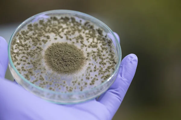 Close Aspergillus Oryzae Fungo Filamentoso Molde Que Usado Produção Alimentos — Fotografia de Stock