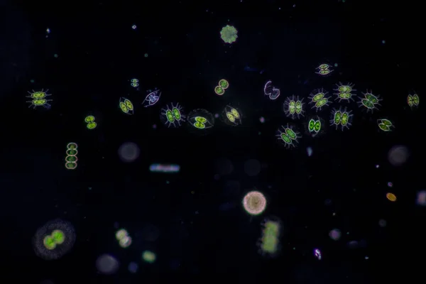 Protozoa Groene Algen Afvalwater Onder Microscoop — Stockfoto