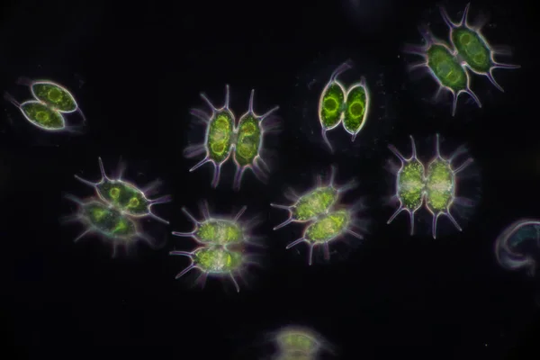 Protozoa Yeşil Algler Mikroskop Altında Atık Suda — Stok fotoğraf