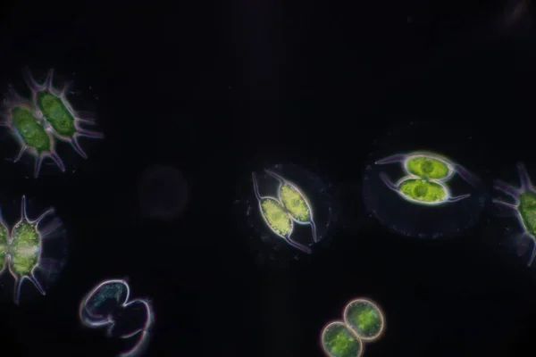 Протозоа Зеленые Водоросли Сточных Водах Микроскопом — стоковое фото