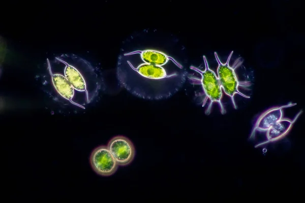 Protozoários Algas Verdes Águas Residuais Microscópio — Fotografia de Stock