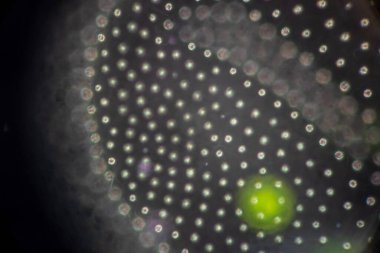 Volvox, sınıf eğitimi için mikroskop altında su damlasında.