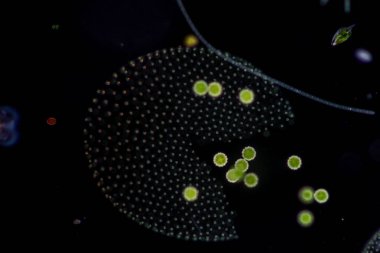 Volvox, sınıf eğitimi için mikroskop altında su damlasında.