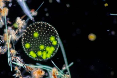 Volvox, sınıf eğitimi için mikroskop altında su damlasında.