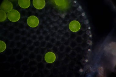 Volvox, sınıf eğitimi için mikroskop altında su damlasında.
