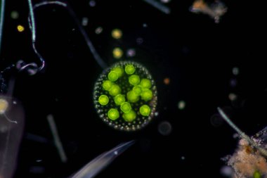 Volvox, sınıf eğitimi için mikroskop altında su damlasında.