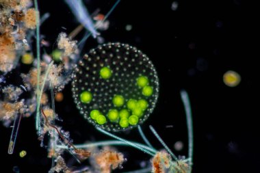 Volvox, sınıf eğitimi için mikroskop altında su damlasında.