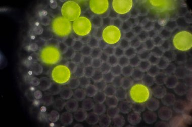 Volvox, sınıf eğitimi için mikroskop altında su damlasında.