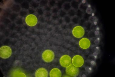 Volvox, sınıf eğitimi için mikroskop altında su damlasında.