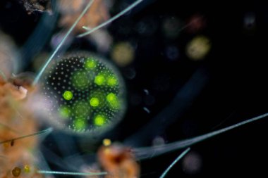 Volvox, sınıf eğitimi için mikroskop altında su damlasında.