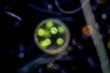 Volvox, sınıf eğitimi için mikroskop altında su damlasında.