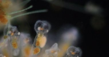 Tekerlek hayvanları ya da tekerlek hayvancıkları olarak adlandırılan rotiferler mikroskop altında bir filyum (Rotifera) oluştururlar..