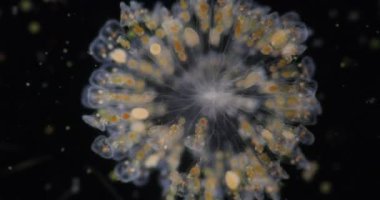 Tekerlek hayvanları ya da tekerlek hayvancıkları olarak adlandırılan rotiferler mikroskop altında bir filyum (Rotifera) oluştururlar..