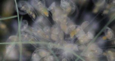 Tekerlek hayvanları ya da tekerlek hayvancıkları olarak adlandırılan rotiferler mikroskop altında bir filyum (Rotifera) oluştururlar..