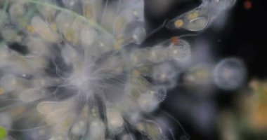 Tekerlek hayvanları ya da tekerlek hayvancıkları olarak adlandırılan rotiferler mikroskop altında bir filyum (Rotifera) oluştururlar..