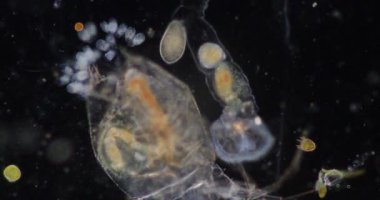 Tekerlek hayvanları ya da tekerlek hayvancıkları olarak adlandırılan rotiferler mikroskop altında bir filyum (Rotifera) oluştururlar..