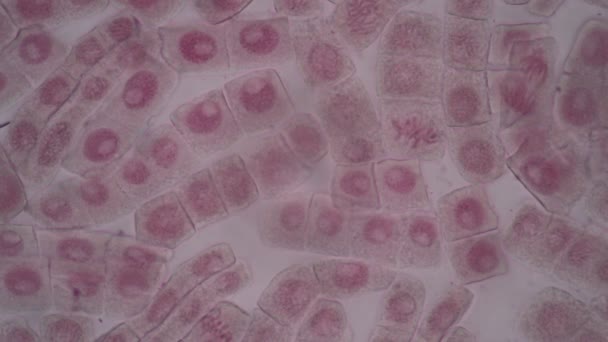 Root Tip Onion Mitosis Cell Root Tip Onion Microscope — Stock Video